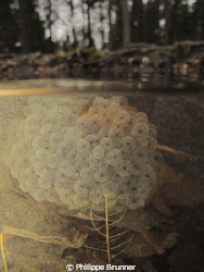 Frog's eggs in a very small lake near to Nyon in Switzerland by Philippe Brunner 